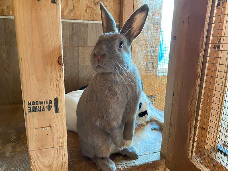 Adopt-Rabbit-Miso