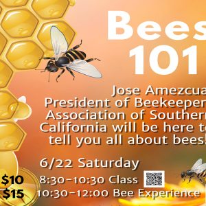 Bee Class and Bee Experience