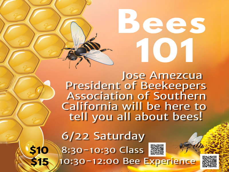 Bee Class and Bee Experience