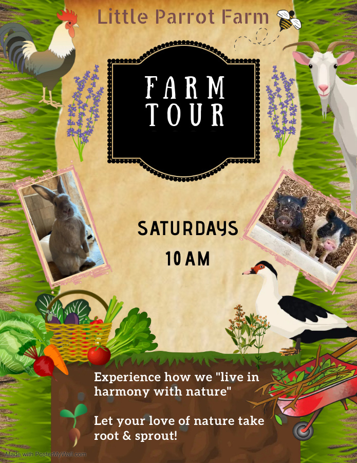 Little Parrot Farm Tour