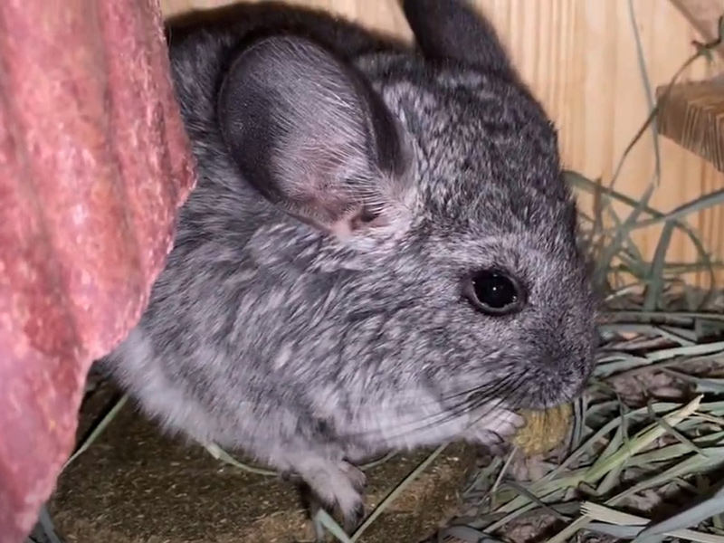 adopt animals-Chinchilla