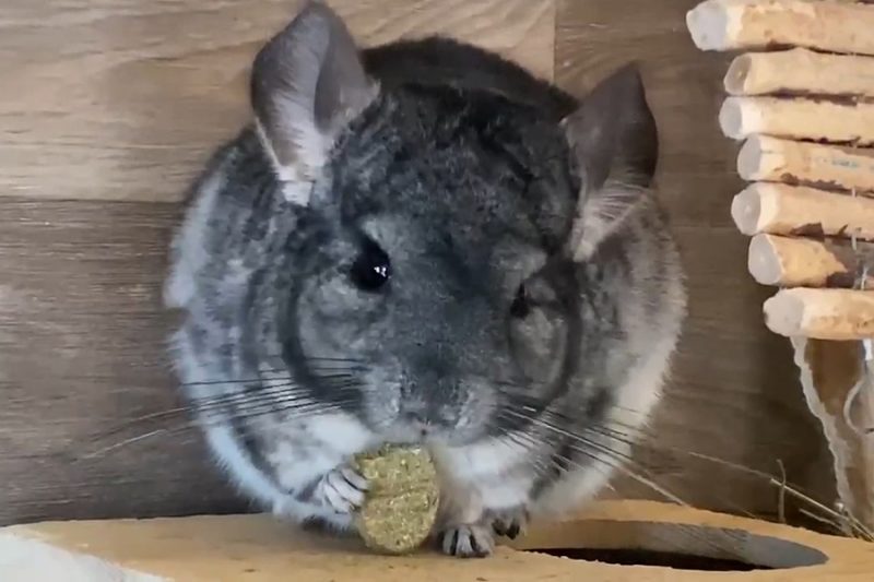 Sponsor a Sanctuary Animal - Chinchilla