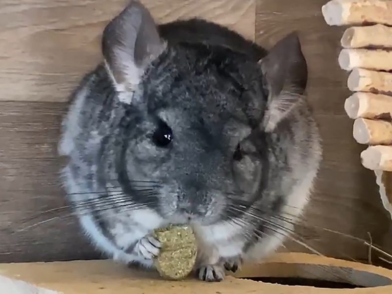 adopt_Chinchilla