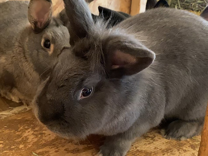 adopt rabbits-Fifi