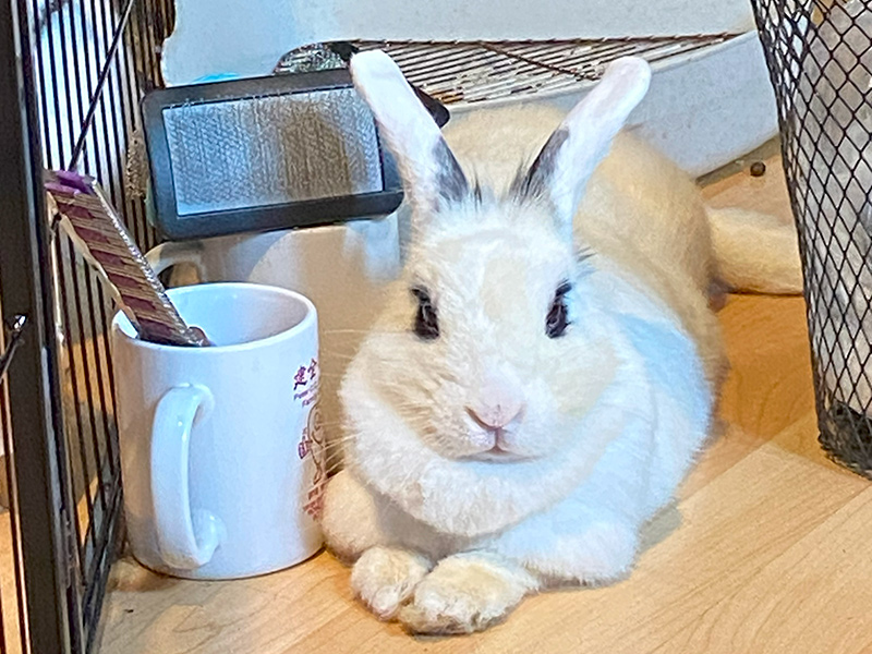 adopt rabbits-Toby
