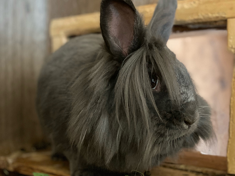 adopt rabbits-Tutu