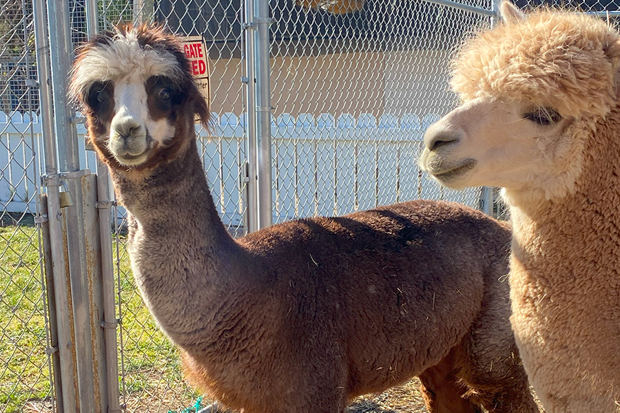 adopt-alpaca