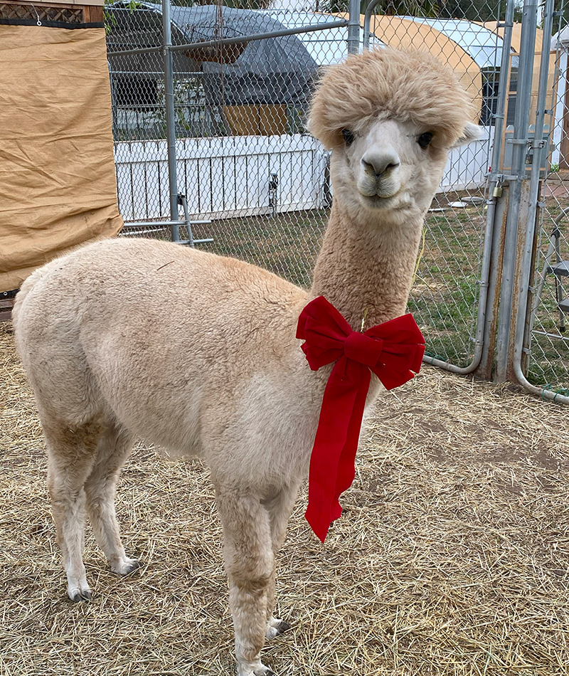 adopt alpaca Andy