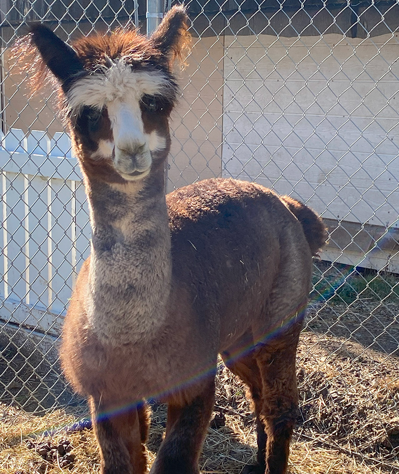 adopt alpaca Orville