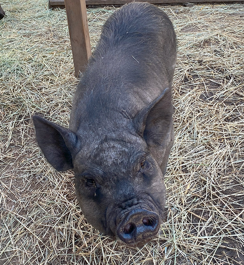 adopt pigs-josie