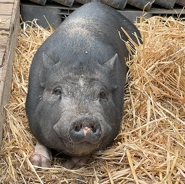 adopt pigs-hehe