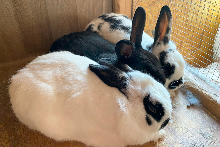 adopt rabbits