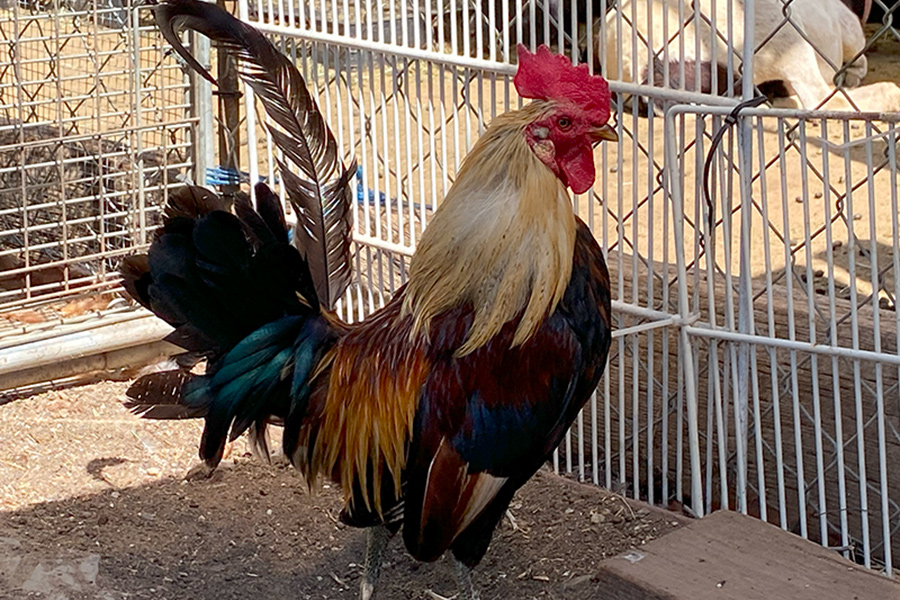 adopt rooster Rambo