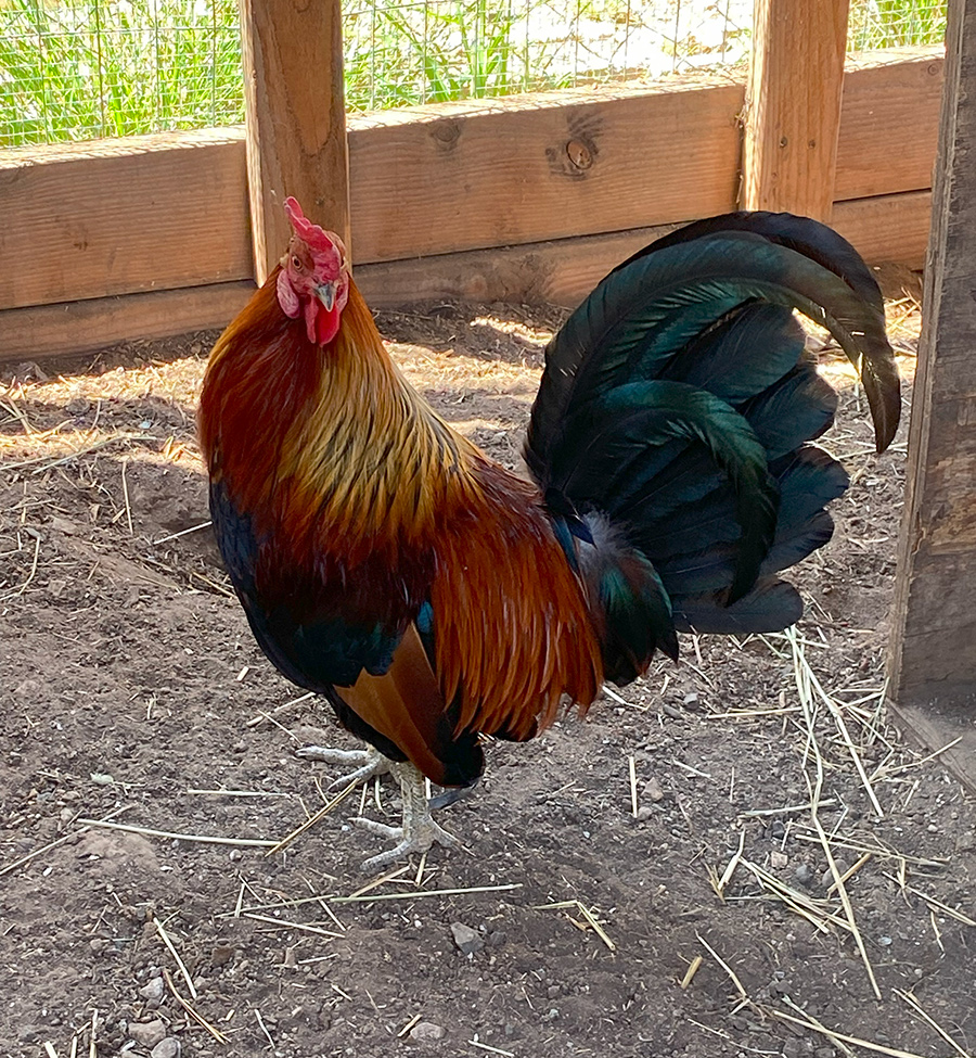 adopt rooster Sanna