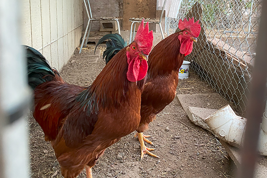 adopt roosters
