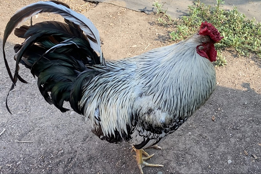 adopt rooster Coffee