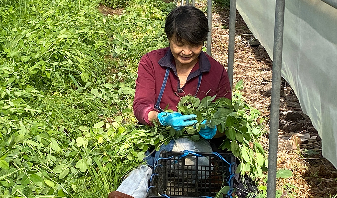 Little Parrot Farm Volunteer